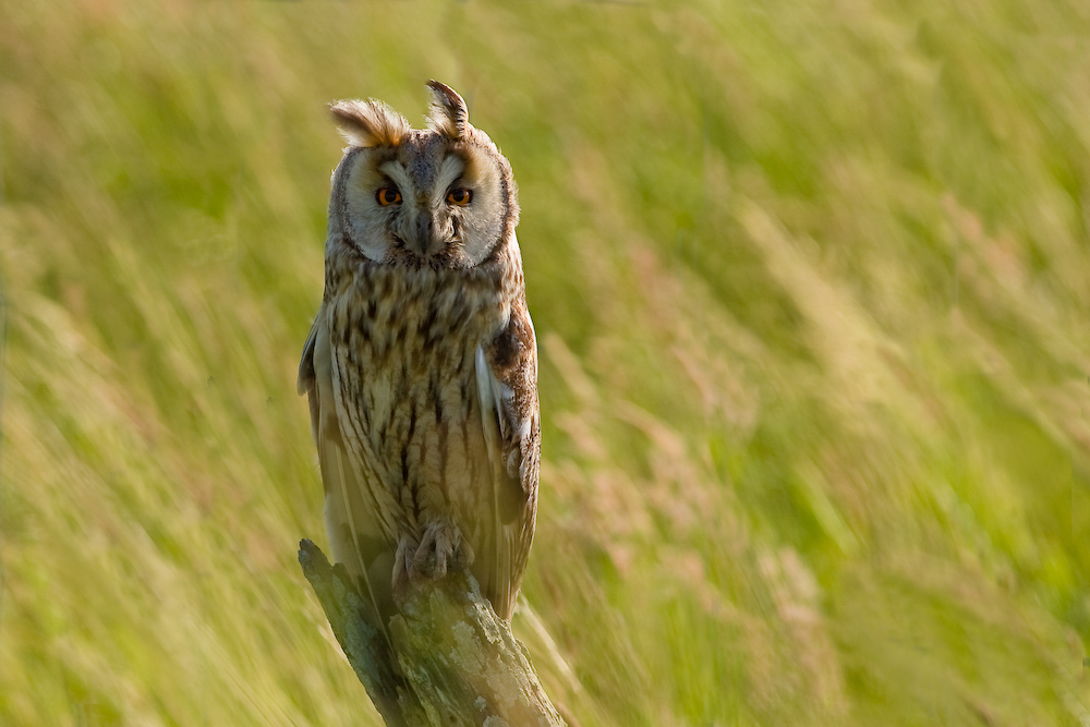 Hibou Moyen-Duc - Et de trois !