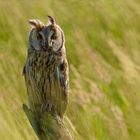 Hibou Moyen-Duc - Et de trois !