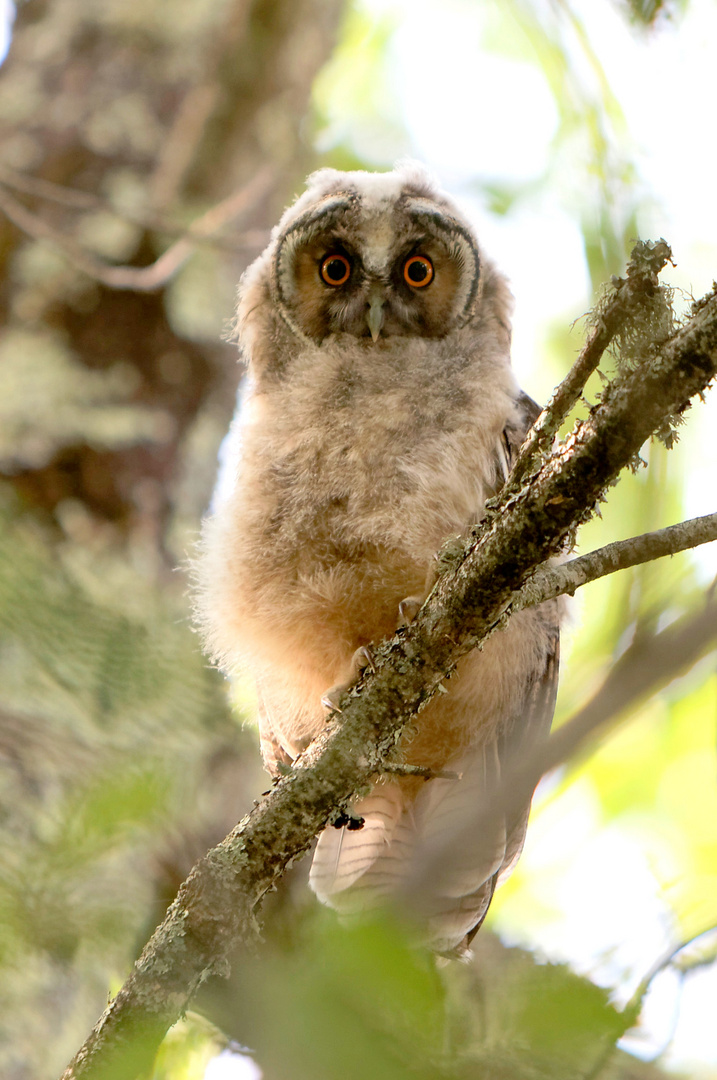 HIBOU MOYEN DUC JUVENILE