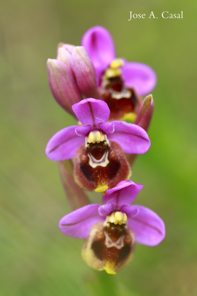 Hibrido Ophrys ficalhoana - Ophrys sphegodes