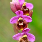 Hibrido Ophrys ficalhoana - Ophrys sphegodes