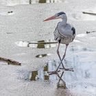 Hick das war meine letzte Vogelhochzeit