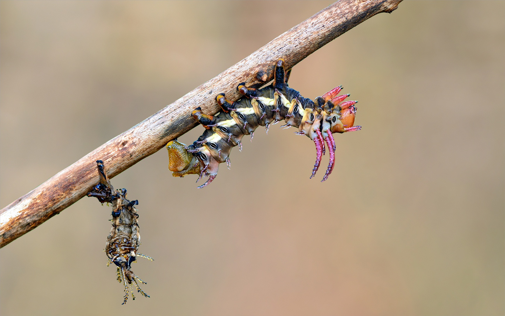 Hickory Horned Devil