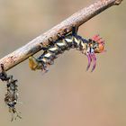 Hickory Horned Devil