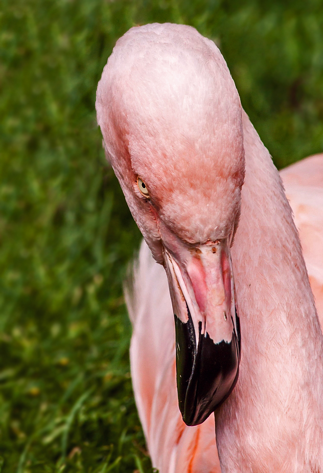 "Hicksss ... wa... wauuum .. waruuum soooll ich nich mehr in de FlamingoBar .. Hiicks"?