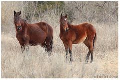 Hidalgos Erben - die Mustangs