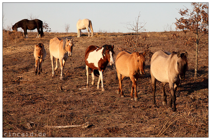 Hidalgos Erben - die Mustangs II