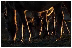 Hidalgos Erben - die Mustangs III