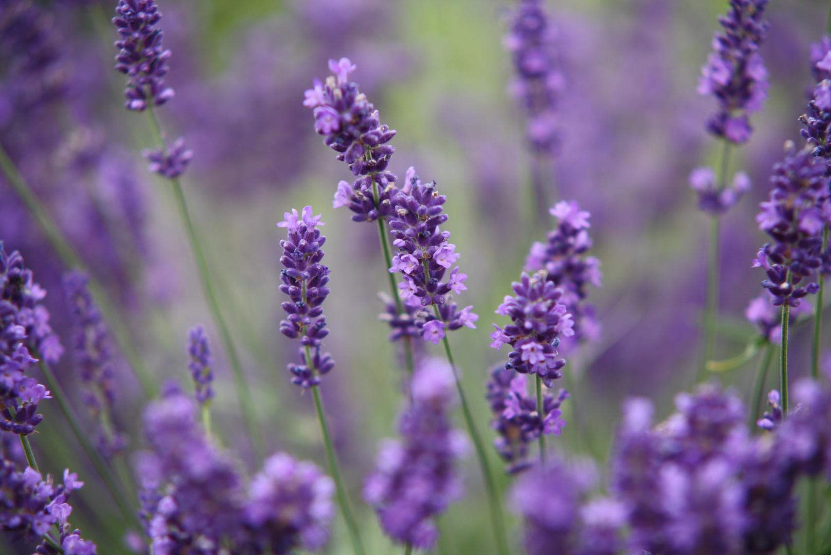 Hidcote Blue Foto & Bild | natur, pflanzen, garten Bilder auf fotocommunity