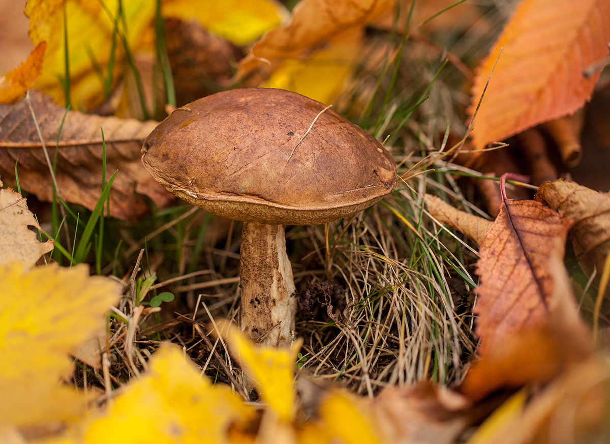 ''Hidden behind leaves''  :))