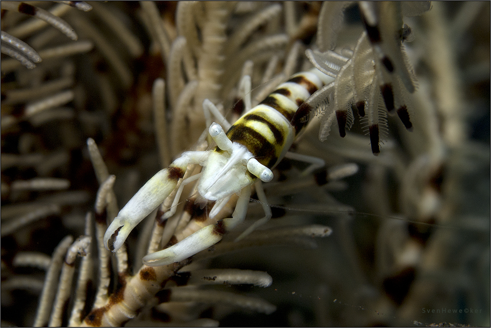 hidden crinoid shrimp