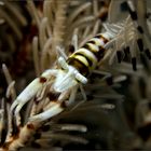 hidden crinoid shrimp