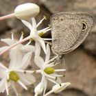 Hidden Eye Butterfly