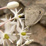 Hidden Eye Butterfly