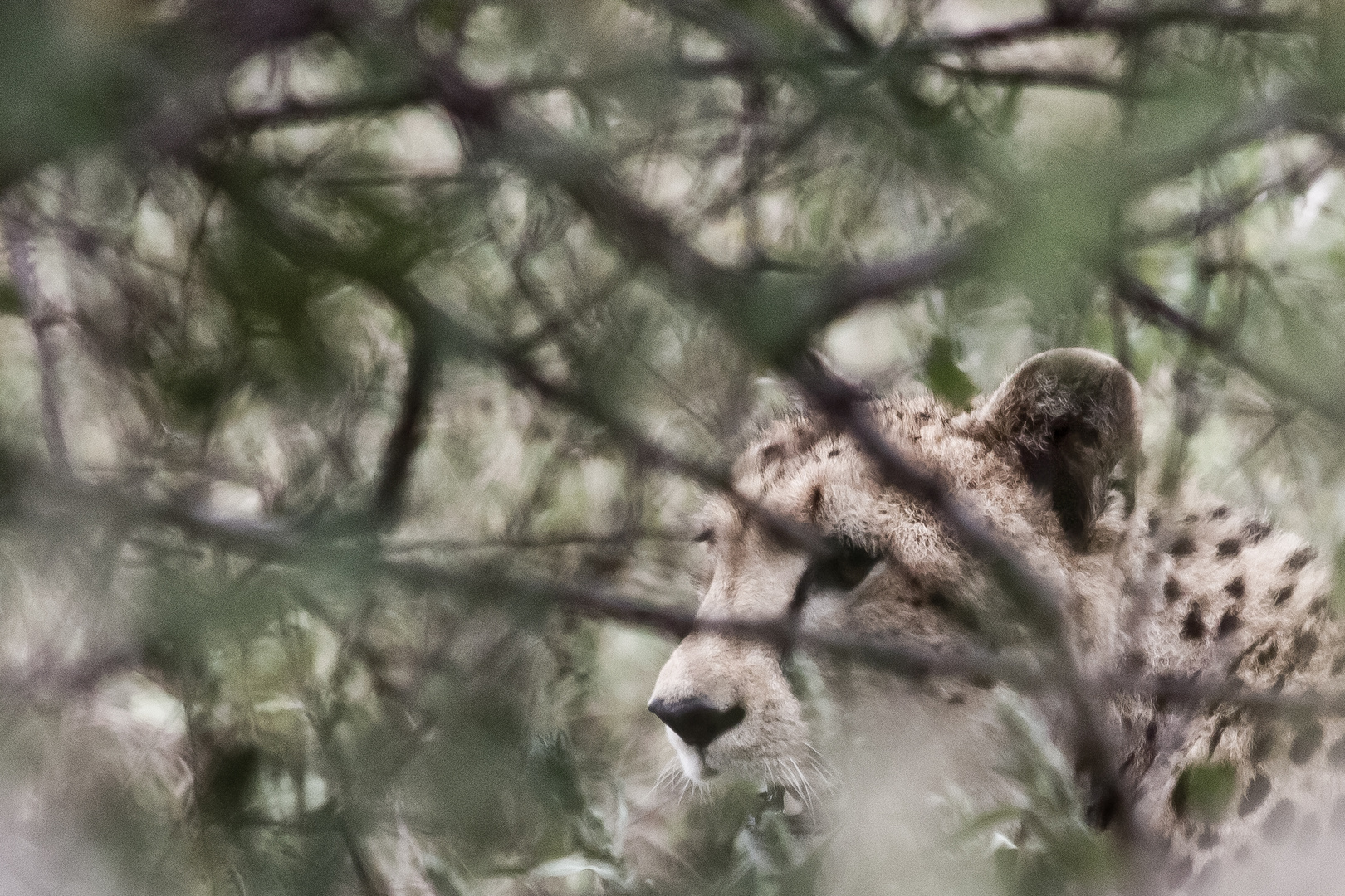 Hidden | Gepard (Acinonyx jubatus)