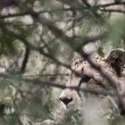 Hidden | Gepard (Acinonyx jubatus)