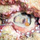 Hidden Octopus