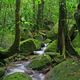 Hidden rain forest creek