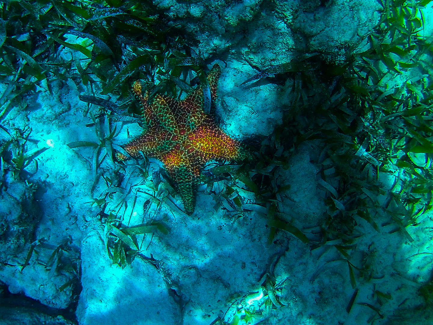 Hidden Starfish