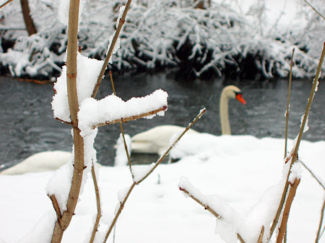 hidden swan at the river