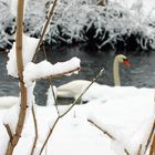 hidden swan at the river