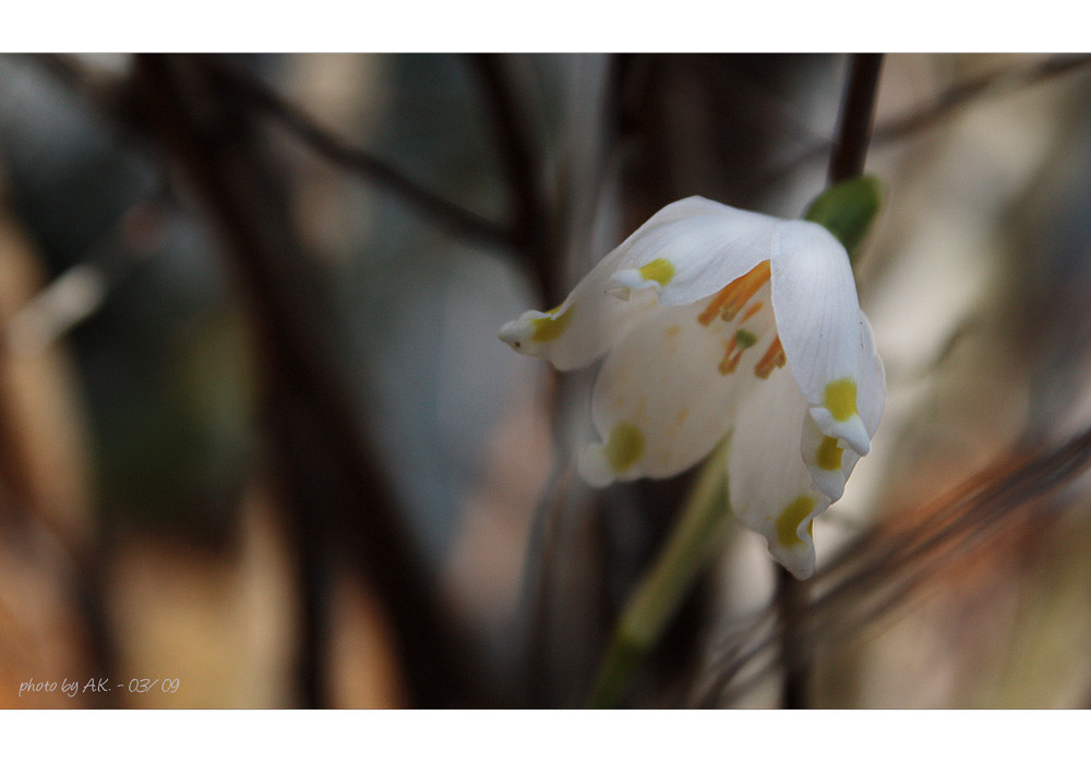 hidden treasure (spring snowflake/ Märzenbecher)