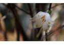 hidden treasure (spring snowflake/ Märzenbecher) von dieFotoGräfin 