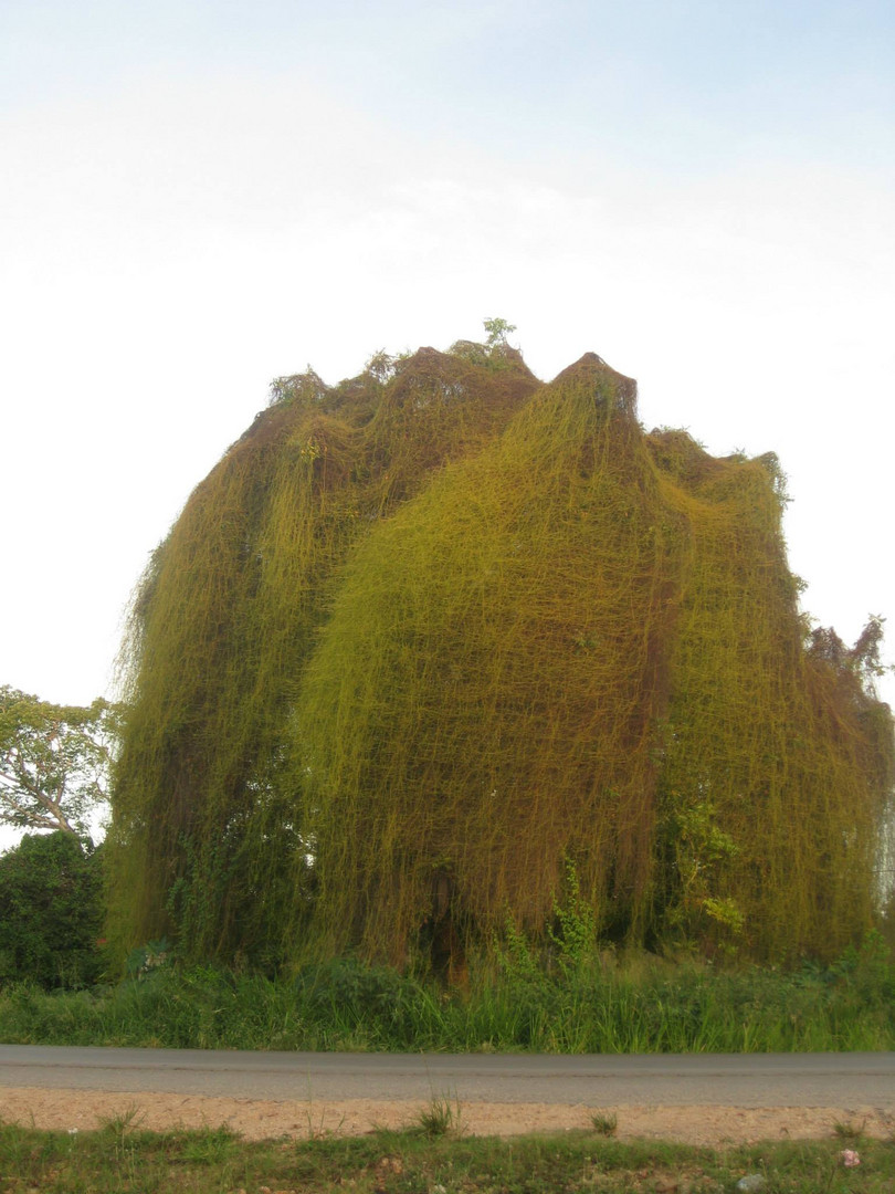 hidden tree