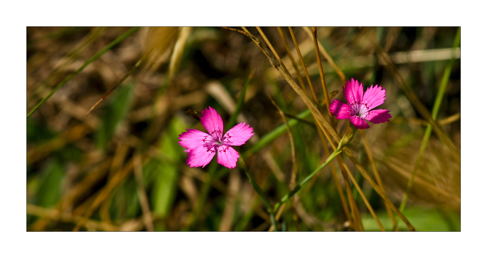 Hiddensee #04