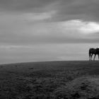 Hiddensee