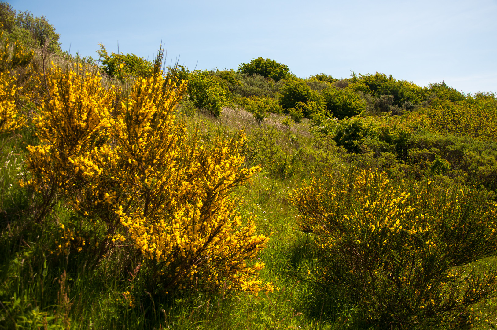 Hiddensee