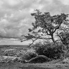 Hiddensee