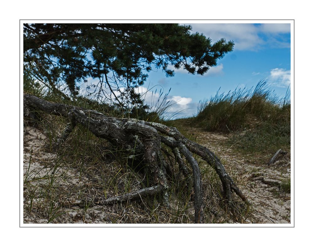 Hiddensee
