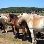 Hiddensee