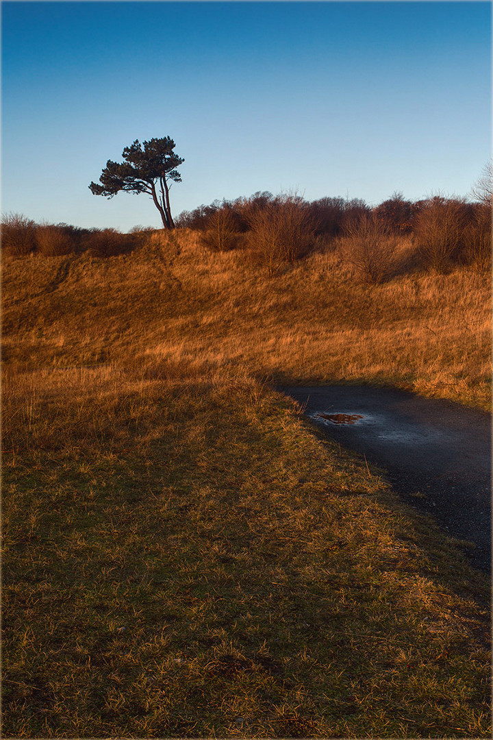 Hiddensee - Baum