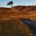 Hiddensee - Baum