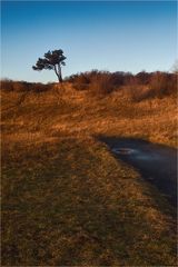 Hiddensee - Baum