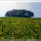 Hiddensee Baumgruppe