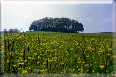 Hiddensee Baumgruppe