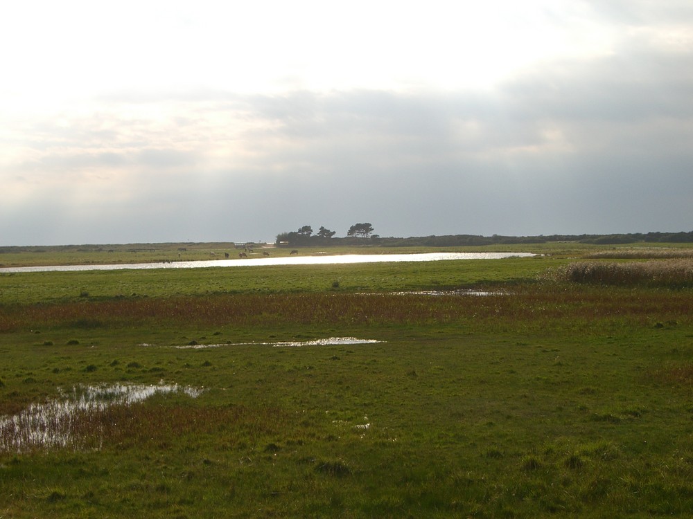 Hiddensee, Blick über die Wiesen 2