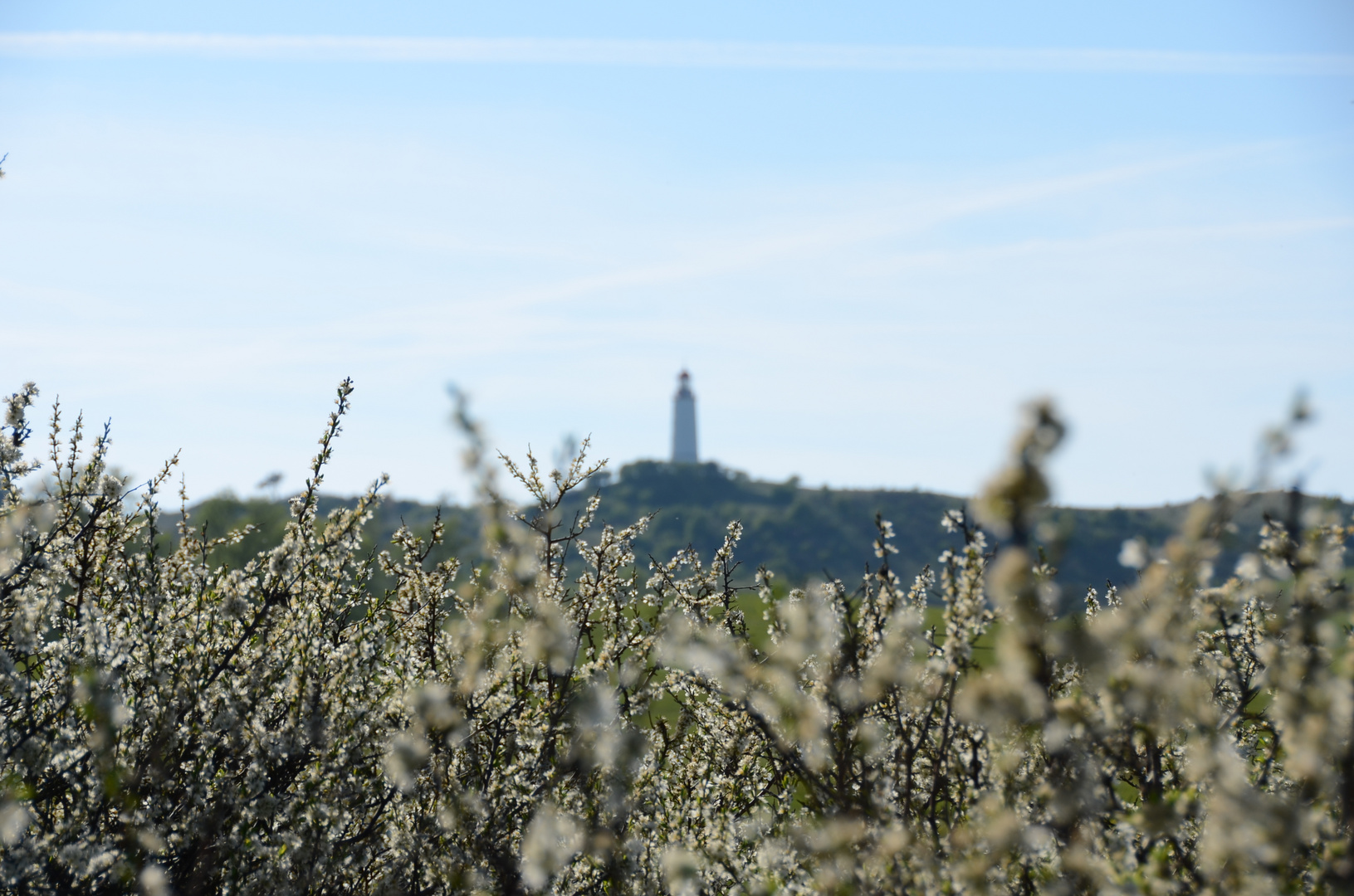 Hiddensee blüht auf