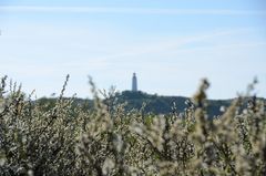 Hiddensee blüht auf