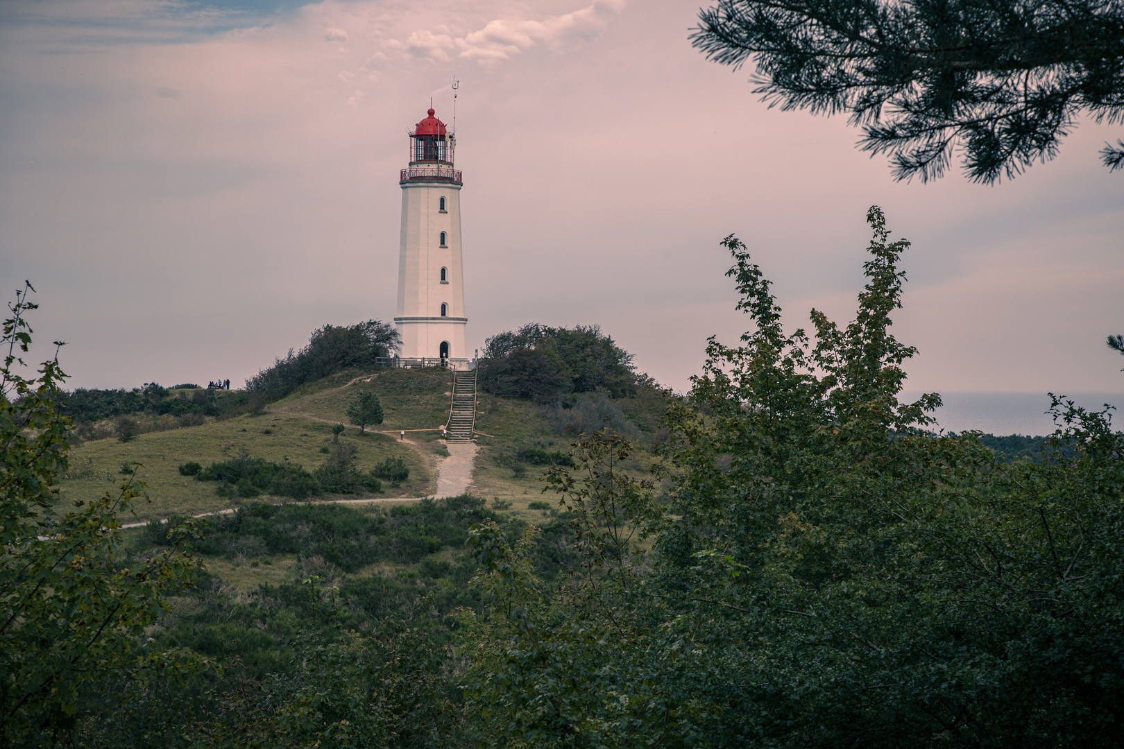 Hiddensee - Der Dornbusch