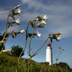 Hiddensee Dornbusch 1