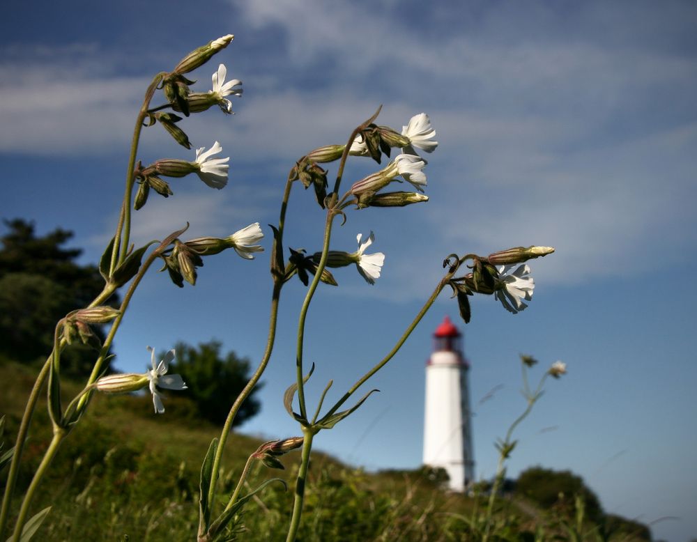 Hiddensee Dornbusch 1