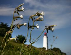 Hiddensee Dornbusch 1