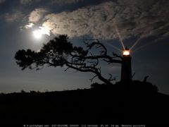 Hiddensee Dornbusch