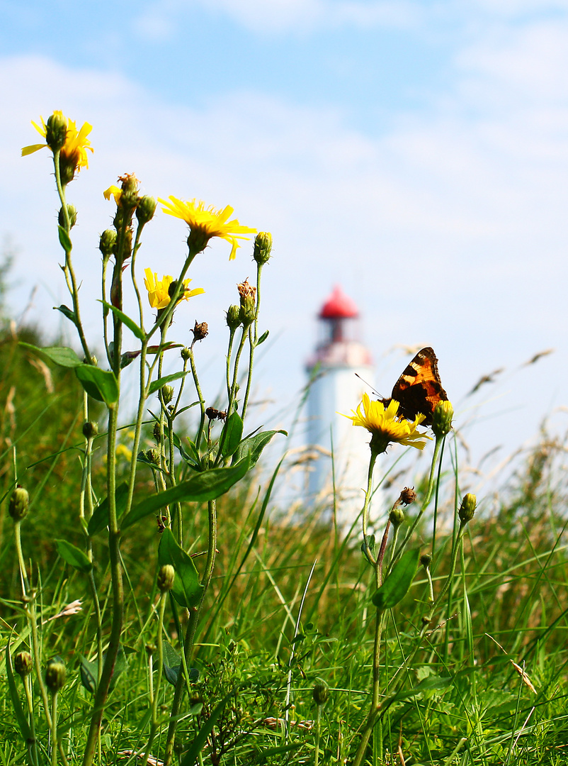 Hiddensee, Dornbusch