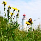 Hiddensee, Dornbusch