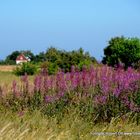 hiddensee dream in the summer